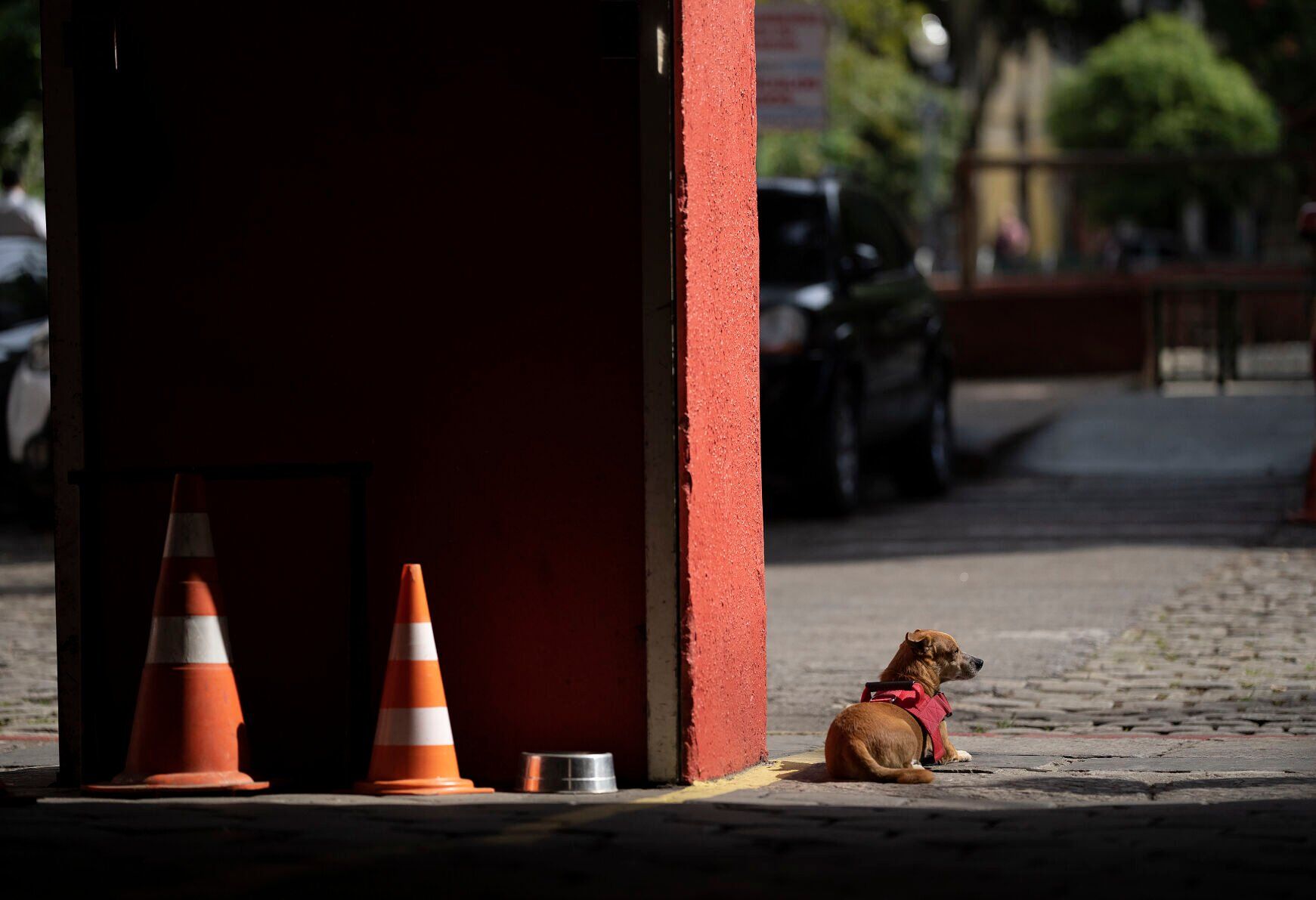Brazil Rescue Dogs